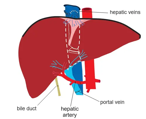 Liver Transplant Surgery Cost in India